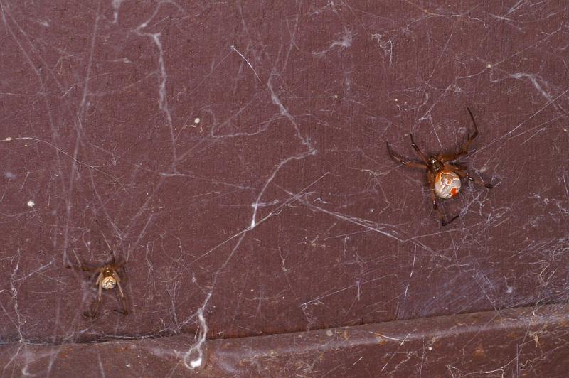 Latrodectus_hasselti_D3405_Z_85_E. of Nuendah homestead_Australie.jpg